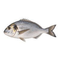 Gilt-head bream XXL