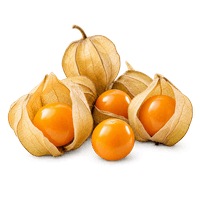 Physalis