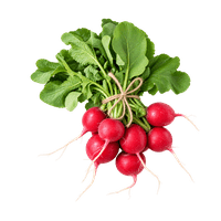 Radishes from Austria