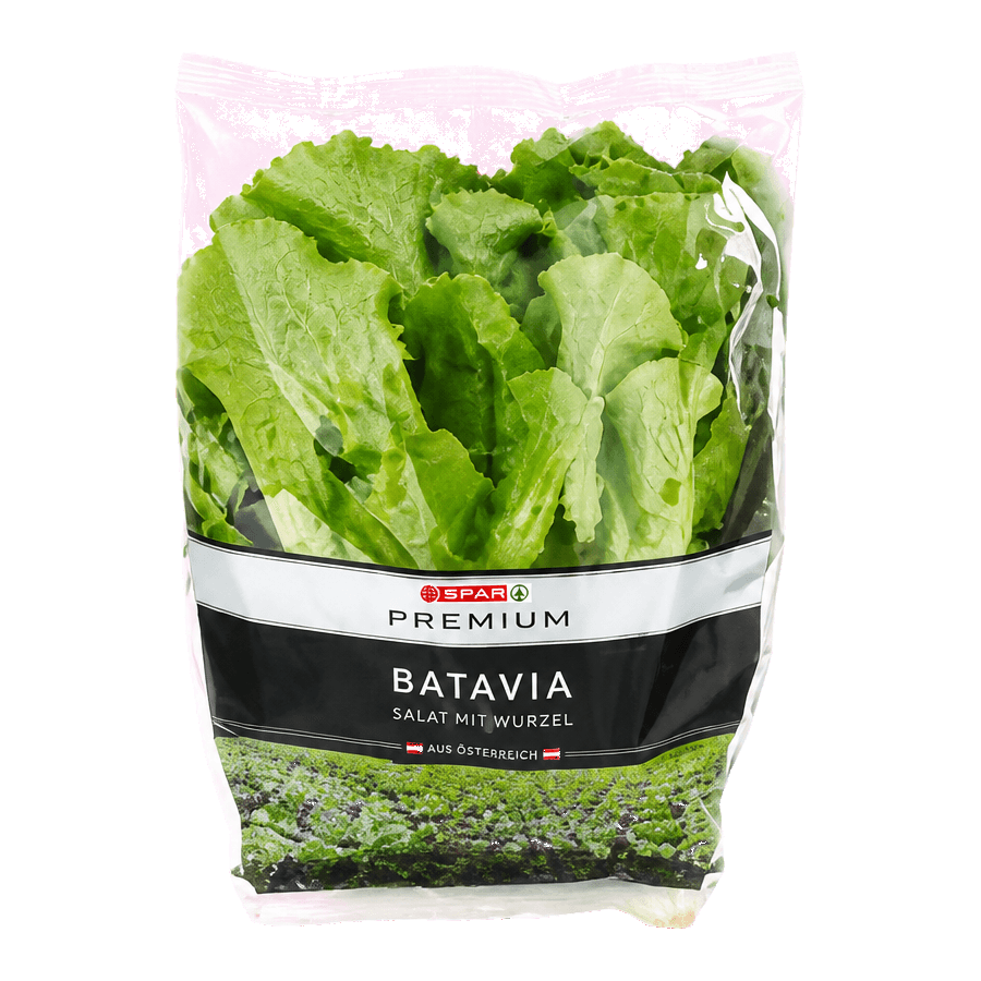 Batavia lettuce with roots