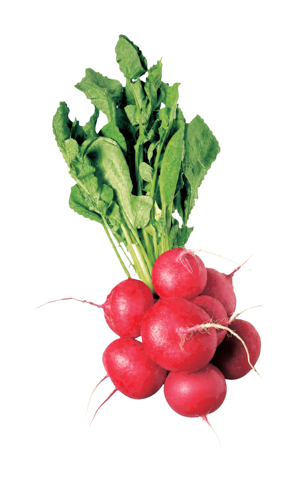 Radishes, bunch